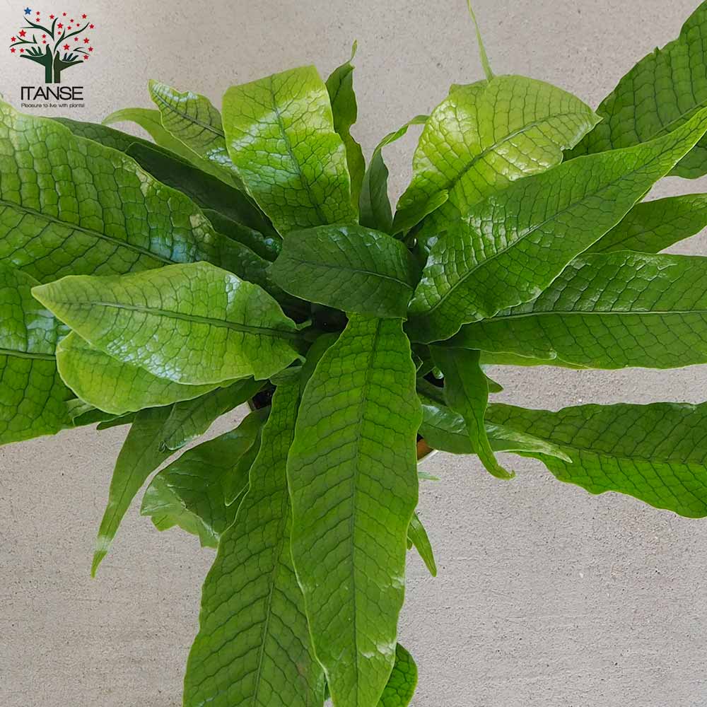 クロコダイルファーン【観葉植物 5号鉢／1個売り】｜ 【植物の