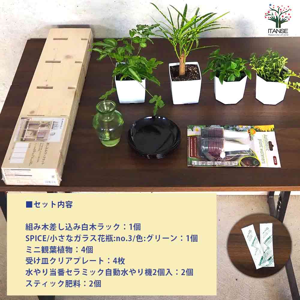 ミニ観葉植物ディスプレイ&生育棚 工具ほぼいらず!組み木差し込み白木