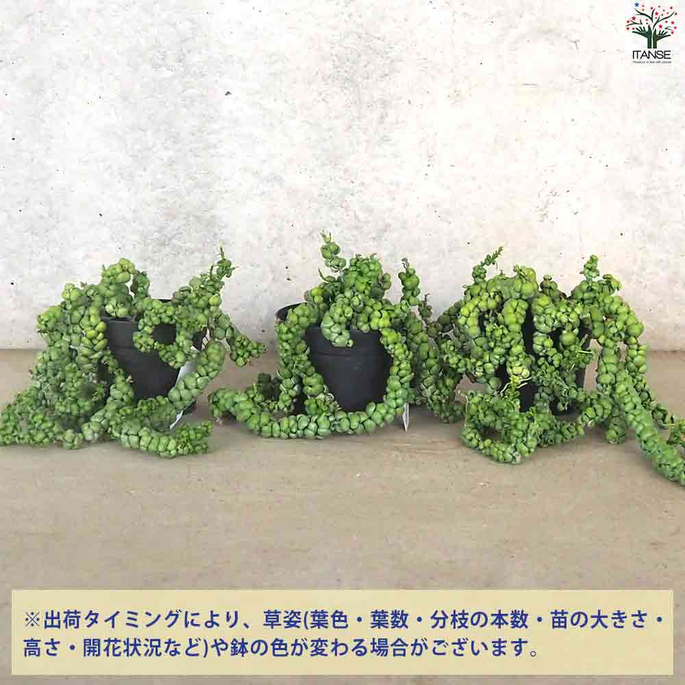 ディスキディア ・ドラゴンジェイド 【多肉植物 4号ポット／1個売り