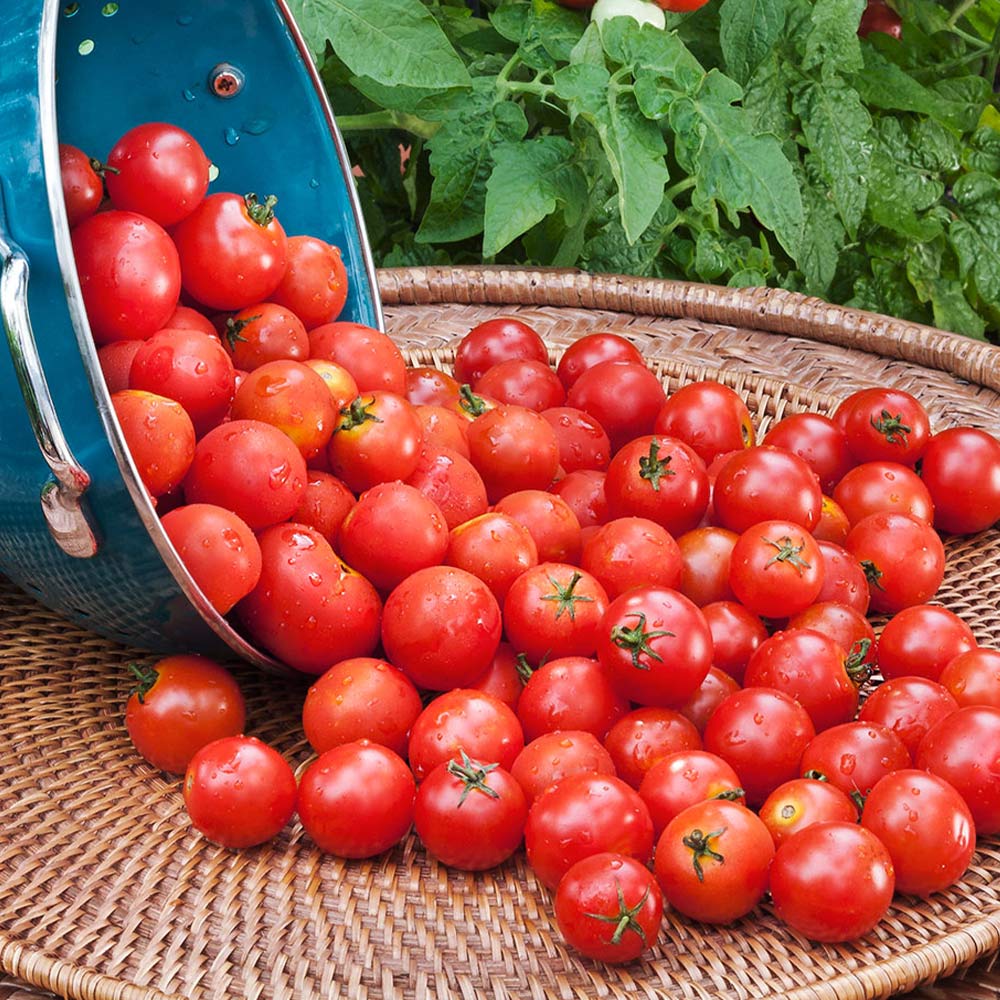 矮性ベランダミニトマト(ホームルビー)2個～【野菜 自根苗10.5cmポット