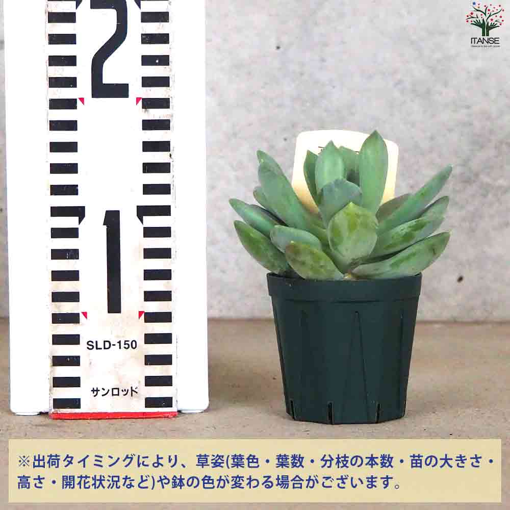 エケベリア アズールブルー 【多肉植物 2.5号鉢/1個売り】