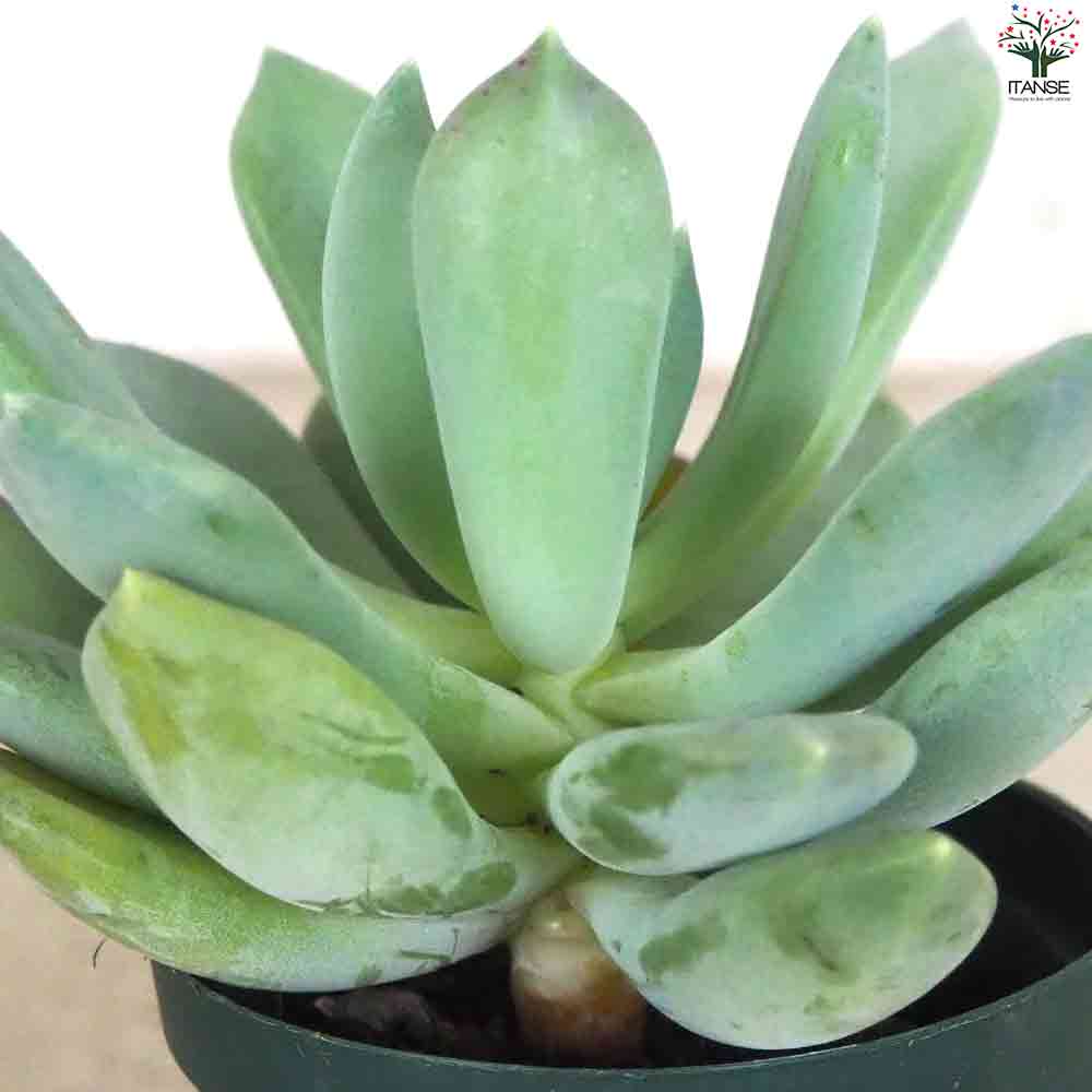 エケベリア アズールブルー 【多肉植物 2.5号鉢/1個売り】