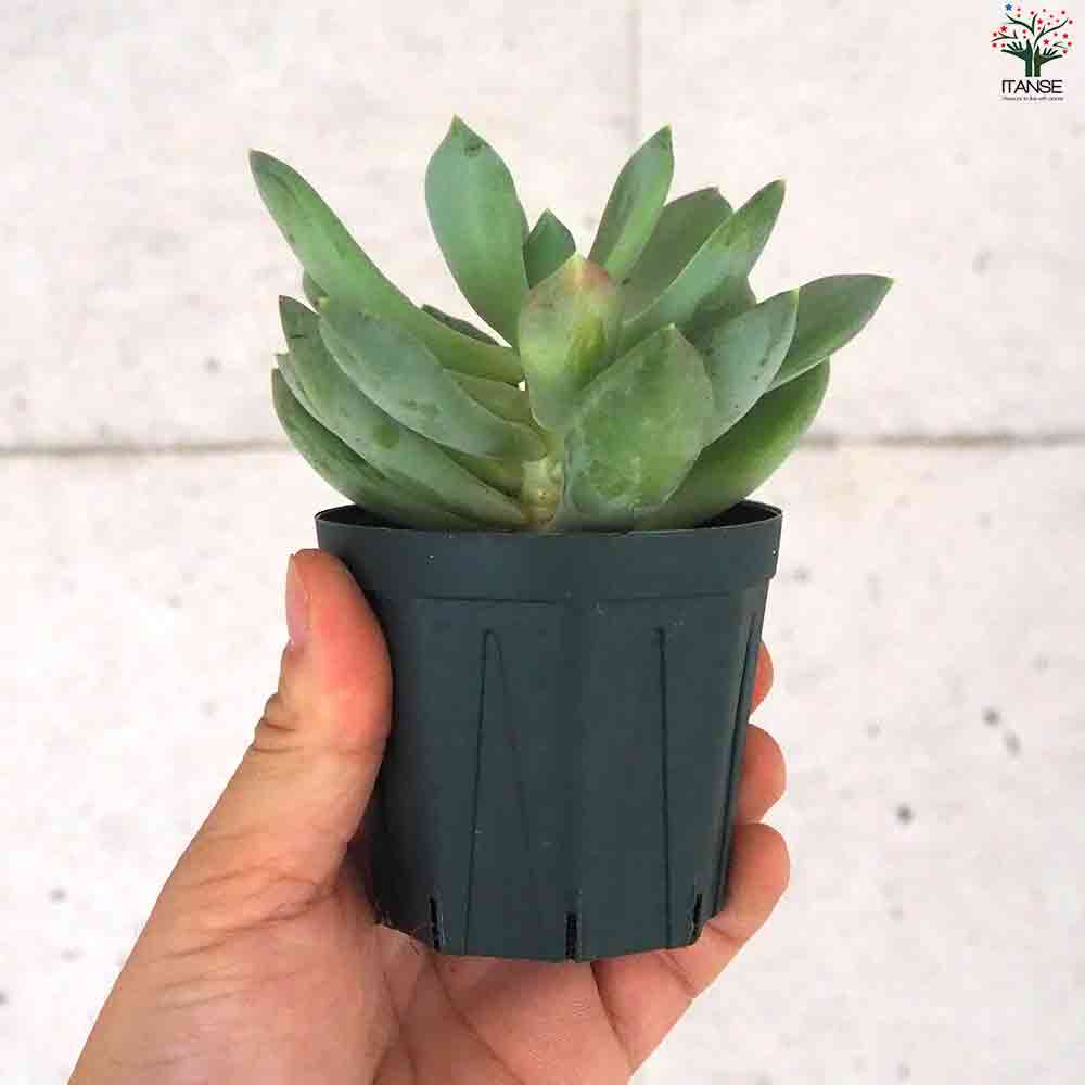 エケベリア アズールブルー 【多肉植物 2.5号鉢/1個売り】