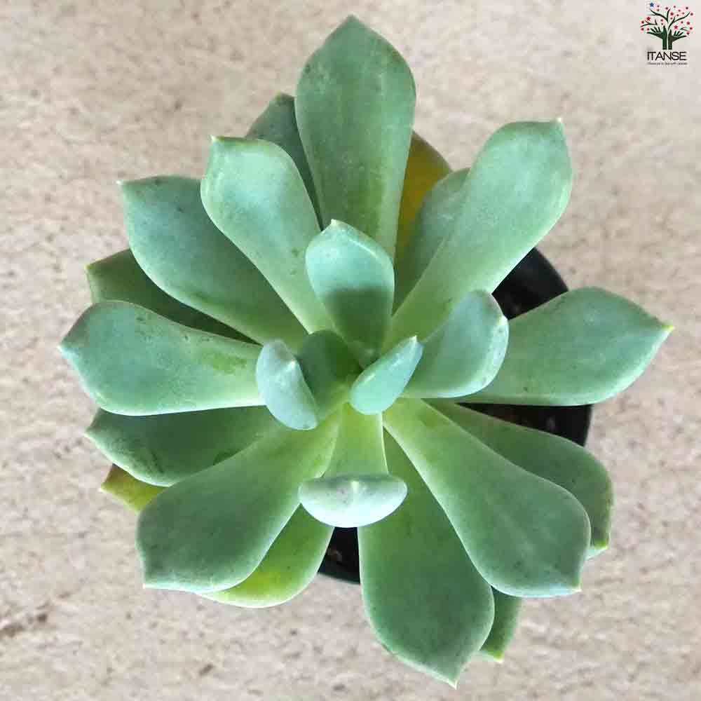 エケベリア アズールブルー 【多肉植物 2.5号鉢／1個売り】｜ 【植物の