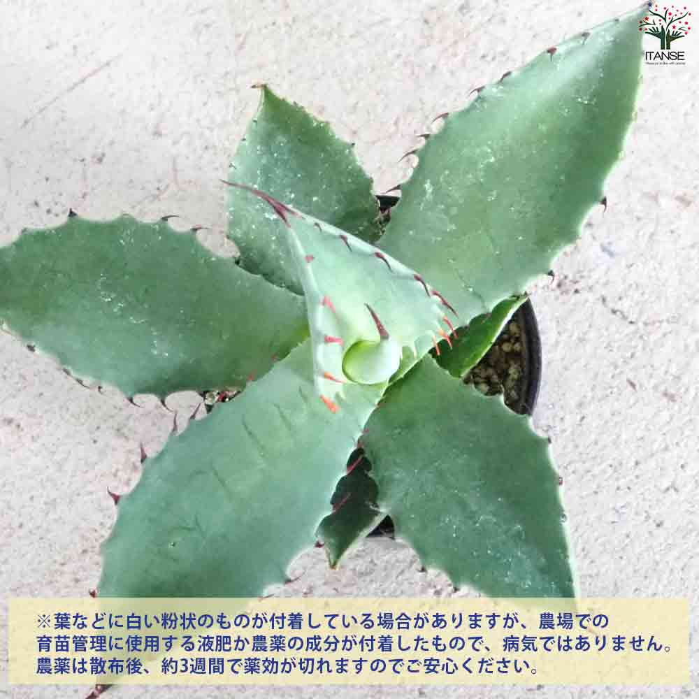 アガベ テマカプリネンシス 【多肉植物 2.5号鉢／1個売り