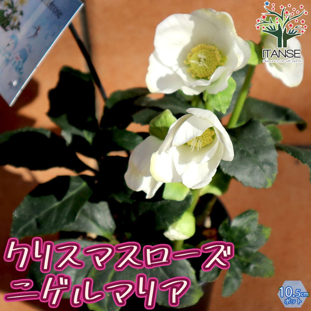 クリスマスローズ　4〜5年生　抜き苗　7株 クリスマスローズ 4〜5年生 抜き苗 7株 楽天市場】クリスマス