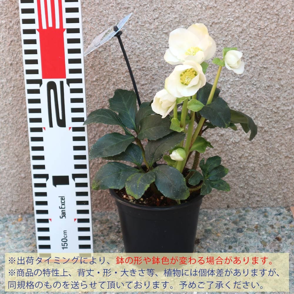 クリスマスローズ ニゲルマリア【花苗 3.5号ポット 実生苗】