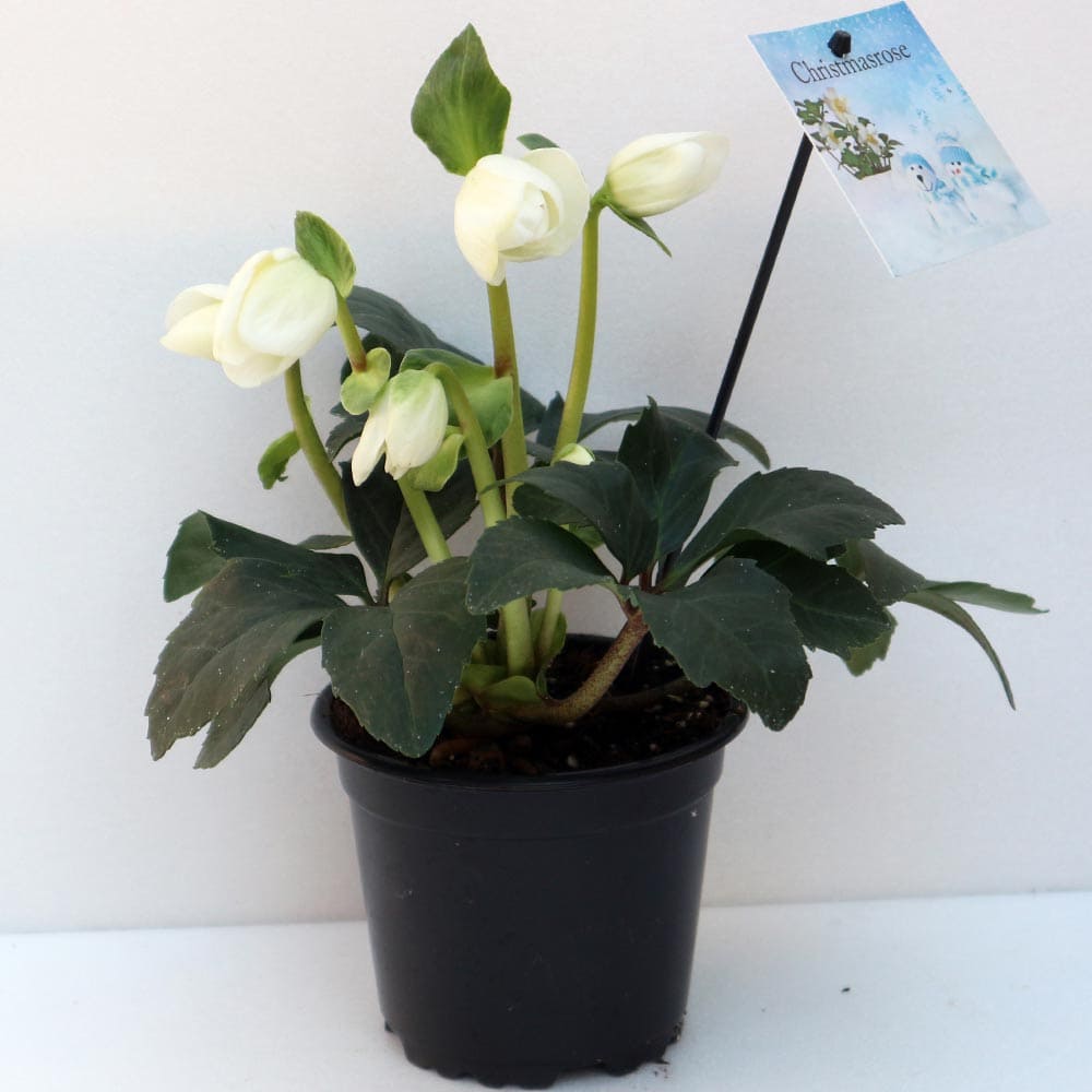 クリスマスローズ ニゲルマリア【花苗 3.5号ポット 実生苗】