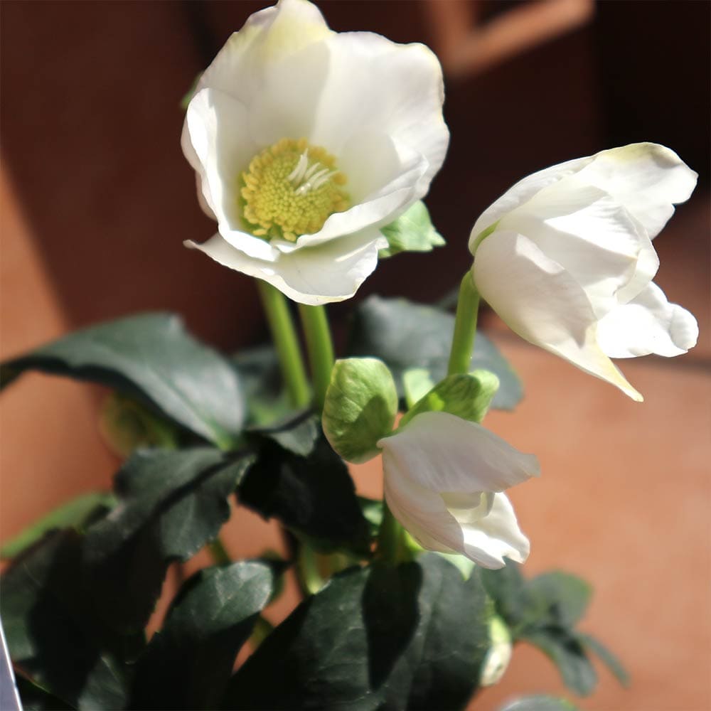 クリスマスローズ ニゲルマリア【花苗 3.5号ポット 実生苗】