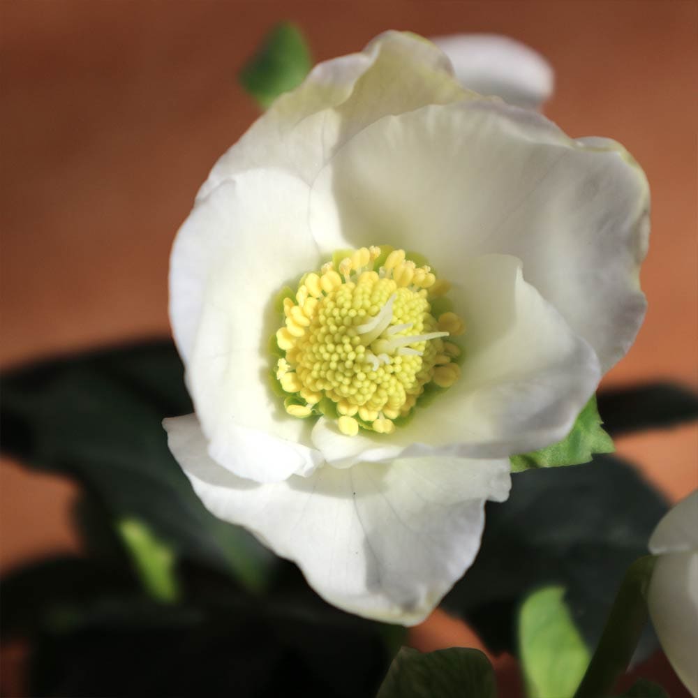 クリスマスローズ ニゲルマリア【花苗 3.5号ポット 実生苗】