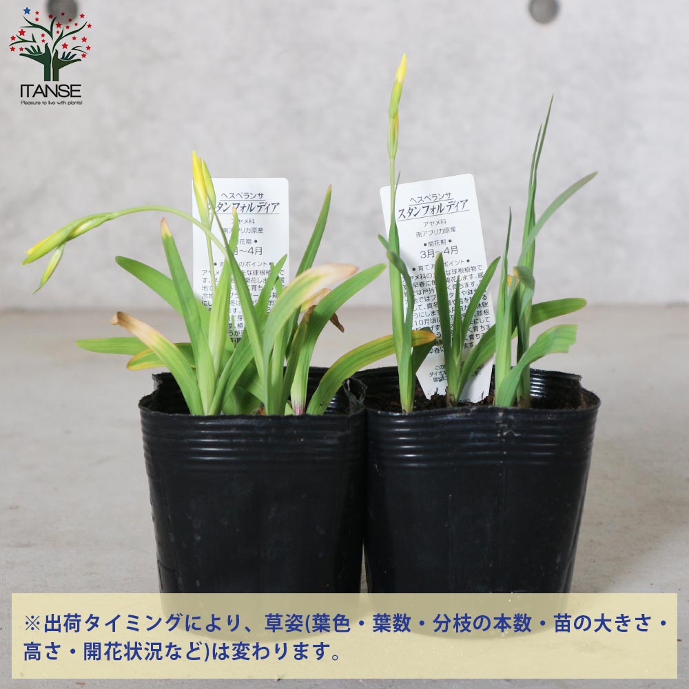 ムスカリ・スタンフォルディア【花苗 3.5号ポット苗 球根芽出し苗