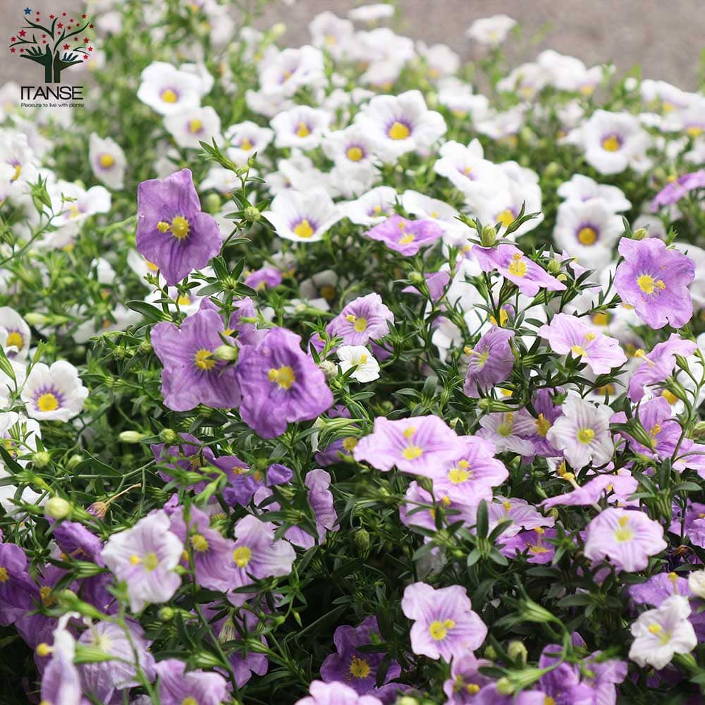 ニーレンベルギア・セット内容:ブルー1個、ブルーリング1個【花苗 3.5