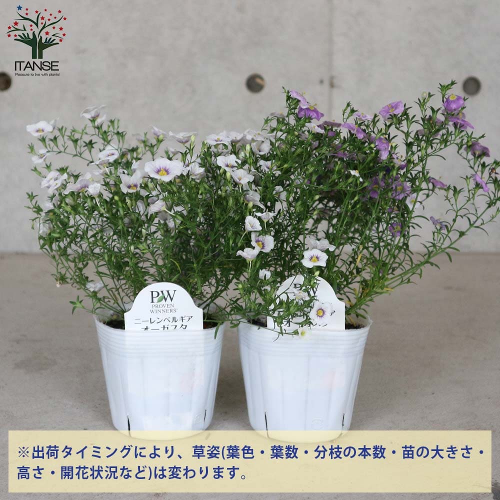 花材セット　ブルーベル 楽天市場】【まもなく締め切り】 予約販売 アジサイ ペルル