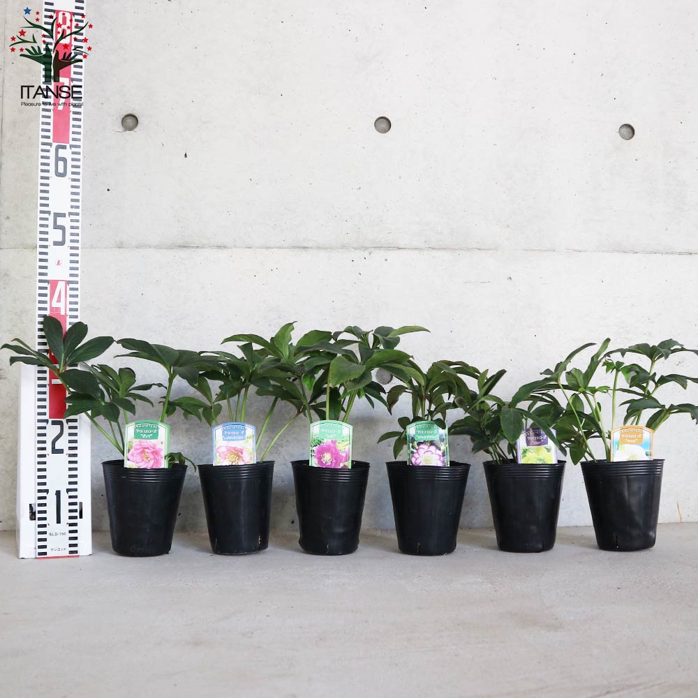 クリスマスローズ ”ダブル咲き” 色ミックス2個～【花苗 4号ポット苗