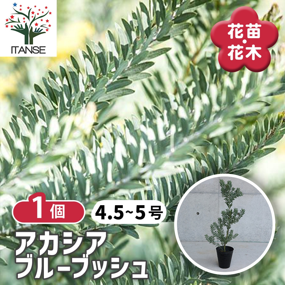 アカシア ブルーブッシュ【花苗 4.5～5号鉢】｜ 【植物のITANSE