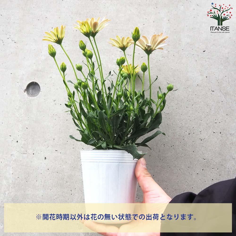 オステオスペルマム パティエ ライムクリーム【花苗 3号ロングポット