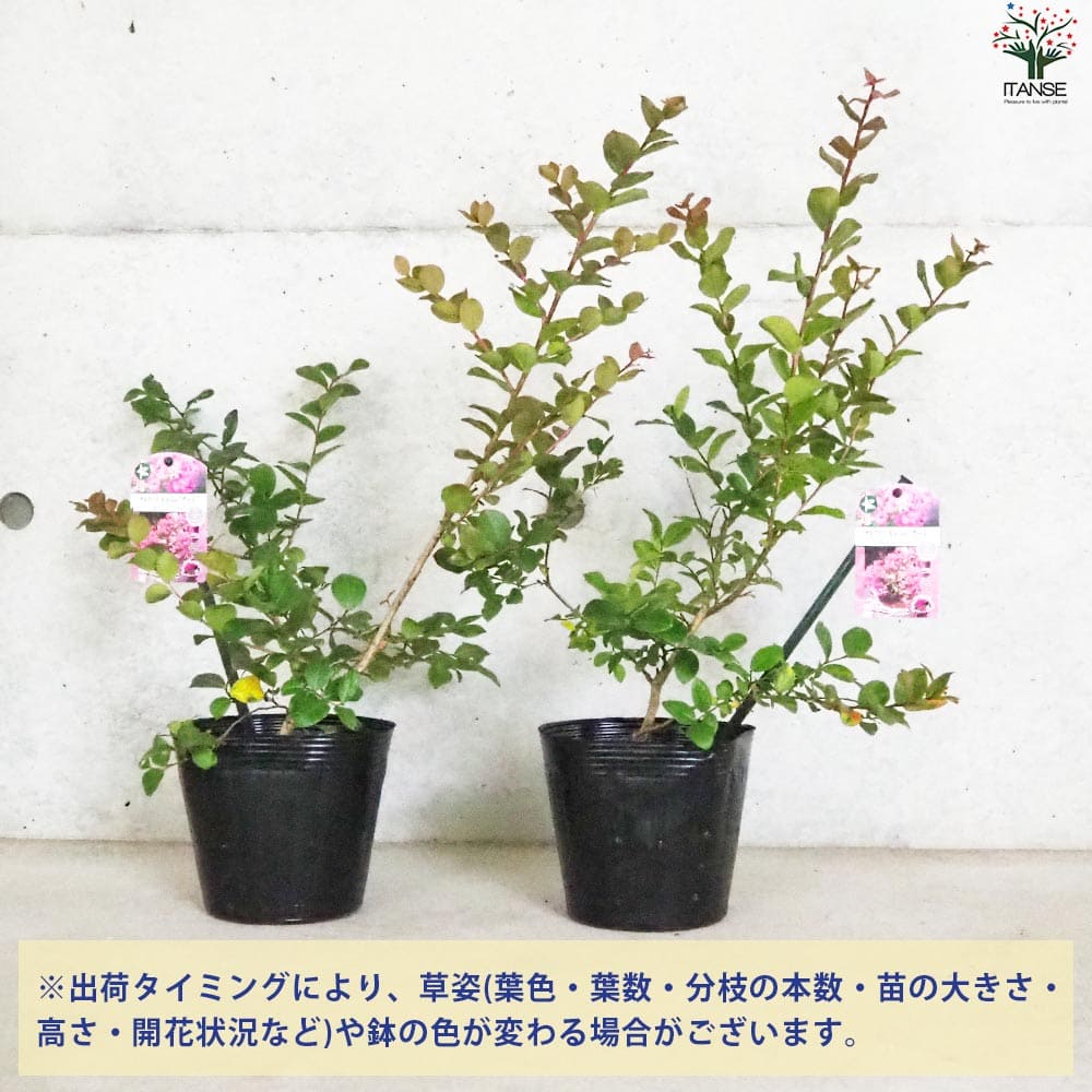 矮性サルスベリの苗木 品種：With Love・ガール【花苗 5号ポット