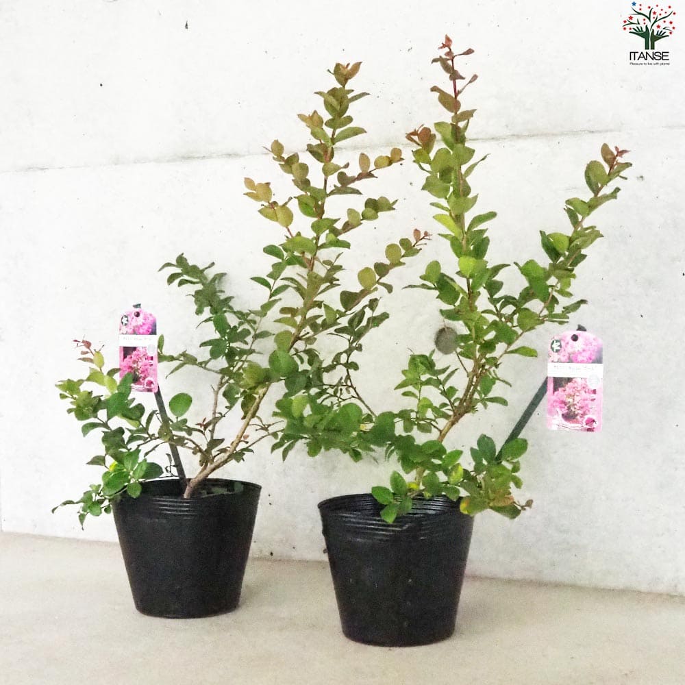 矮性サルスベリの苗木 品種：With Love・ガール【花苗 5号ポット