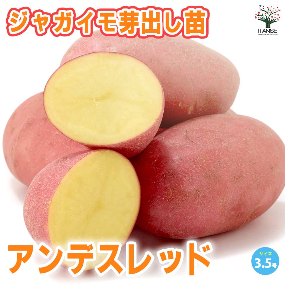 ジャガイモ芽出し苗 品種：アンデスレッド2個～【野菜の苗 3.5号ポット