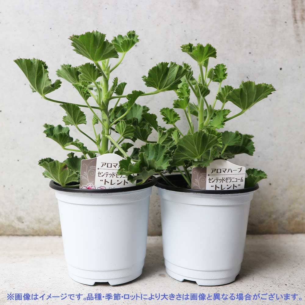 ZEUSPLANTS ノヴァ イラン株 超短葉 低重心コンパクト美株 抜き苗発送