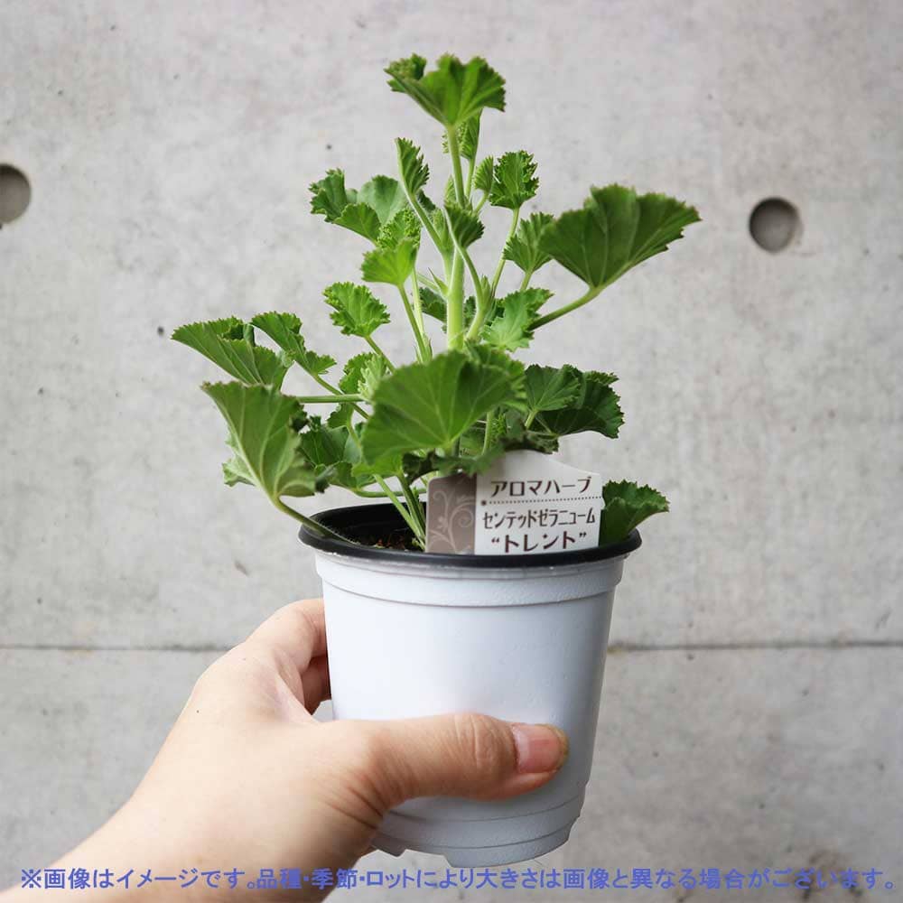 ZEUSPLANTS ノヴァ イラン株 超短葉 低重心コンパクト美株　抜き苗発送 ZEUSPLANTS ノヴァ イラン株 超短葉 低重心コンパクト美株 抜き苗発送