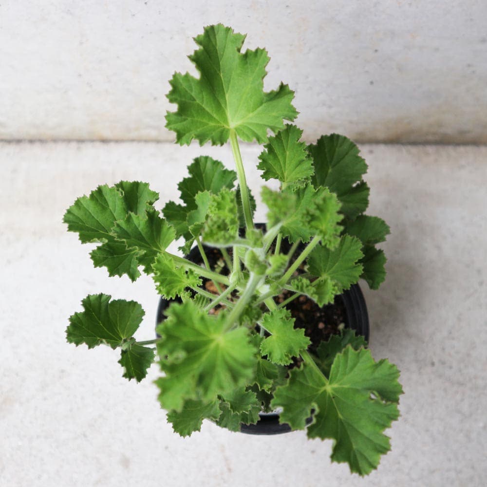 センテッドゼラニウム トレント 10.5cm2個～【おうちで簡単！育て