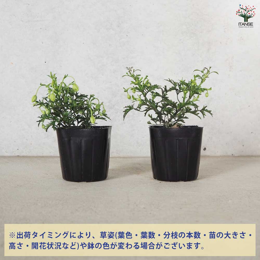 クレマチス カートマニージョー 【花苗 3号ポット】｜ 【植物の