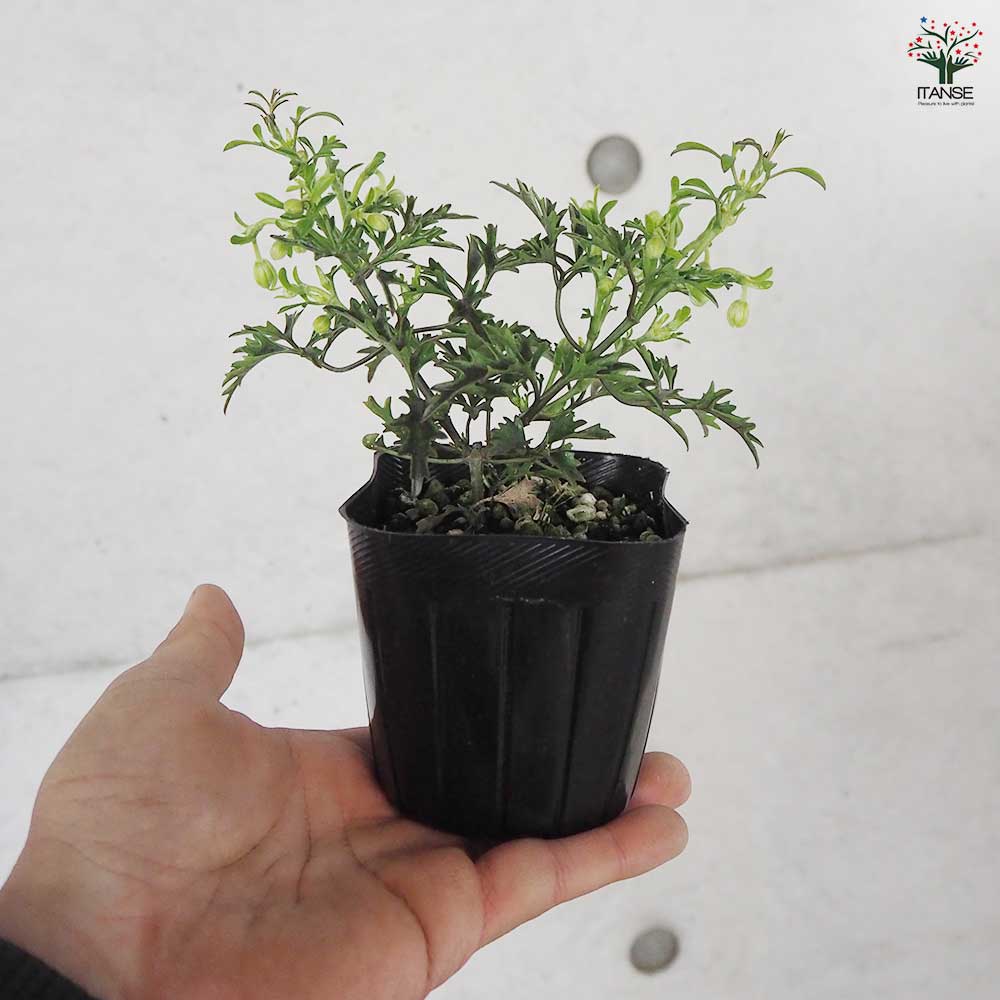 chi☆様 リクエスト 3点 クレマチス　ウェッセルトン　カートマニージョー　他 chi☆様 リクエスト 3点 クレマチス ウェッセルトン カート