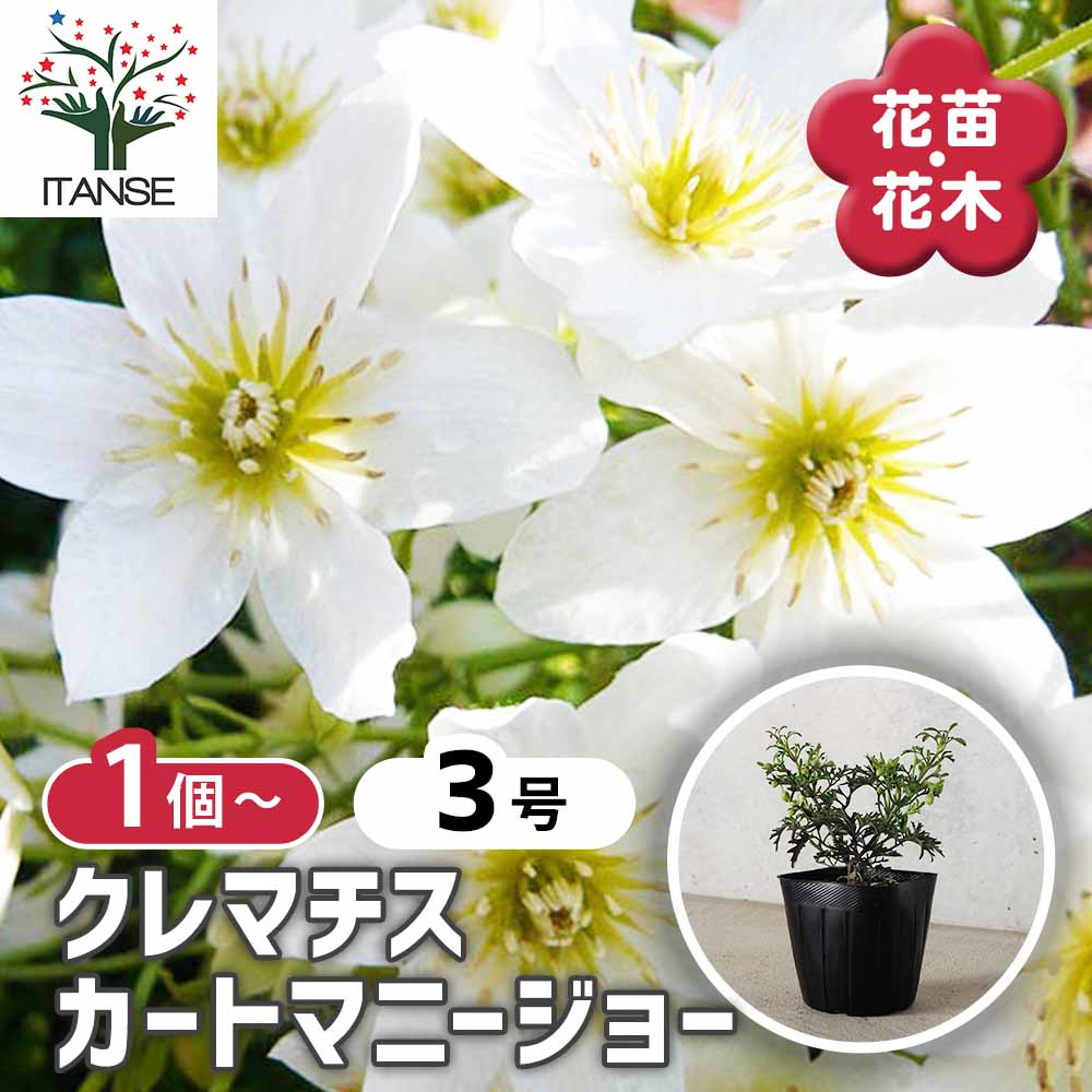 クレマチス カートマニージョー 【花苗 3号ポット】｜ 【植物の