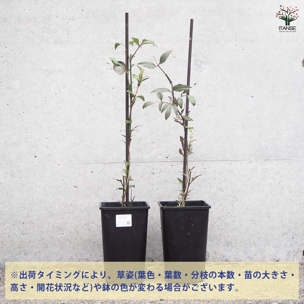クレマチス インスピレーション 【花木苗 4.5号鉢／1個売り】｜ 【植物