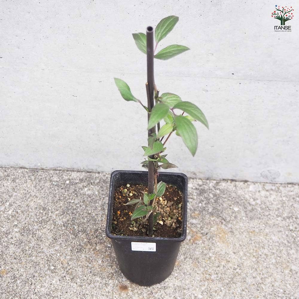 クレマチス インスピレーション 【花木苗 4.5号鉢／1個売り】｜ 【植物