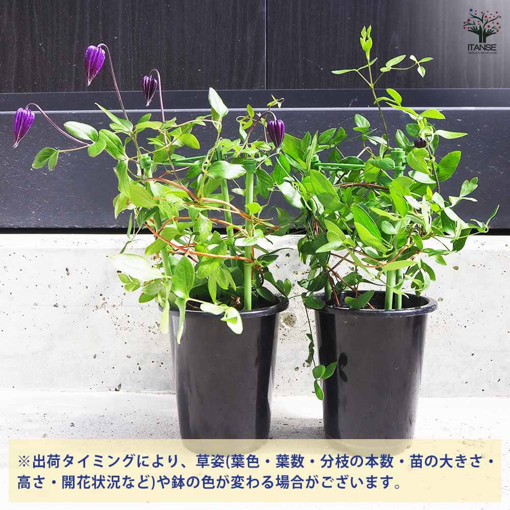 クレマチス 雫 【花苗 4号鉢／1個売り】｜ 【植物のITANSE】全品