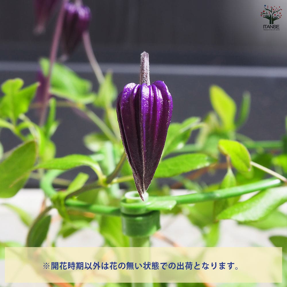 クレマチス 雫 【花苗 4号鉢／1個売り】｜ 【植物のITANSE】全品