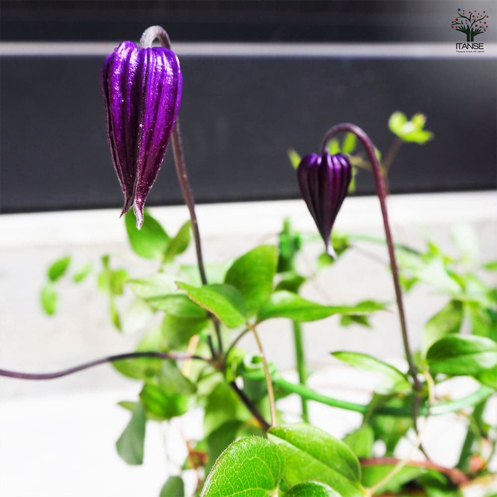 クレマチス 雫 【花苗 4号鉢／1個売り】｜ 【植物のITANSE】全品