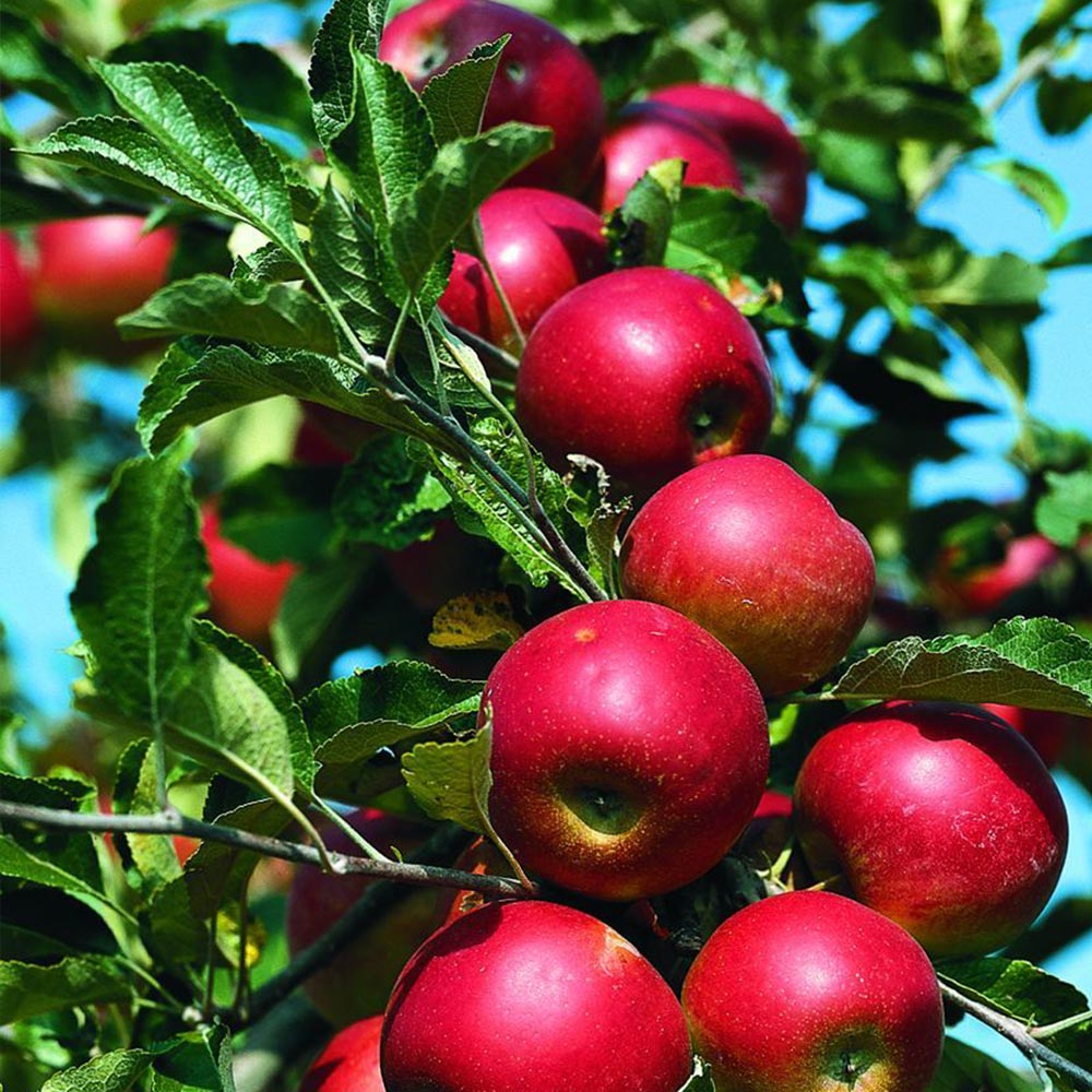 山葡萄苗木　大小セット　りんご小苗セット 楽天市場】りんご つがる 苗木の通販