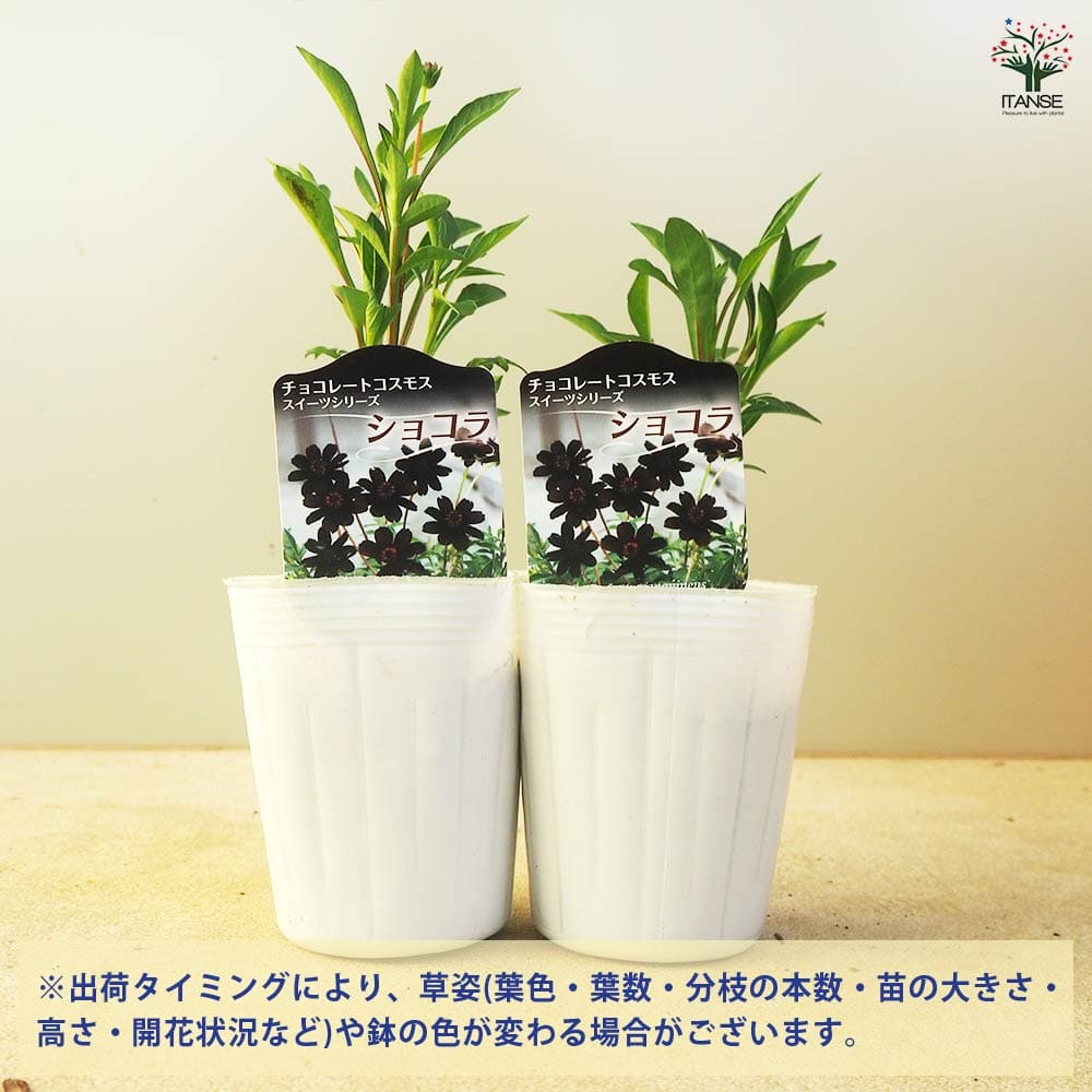 チョコレートコスモス ショコラ2個～ 【花苗 3号】｜ 【植物の