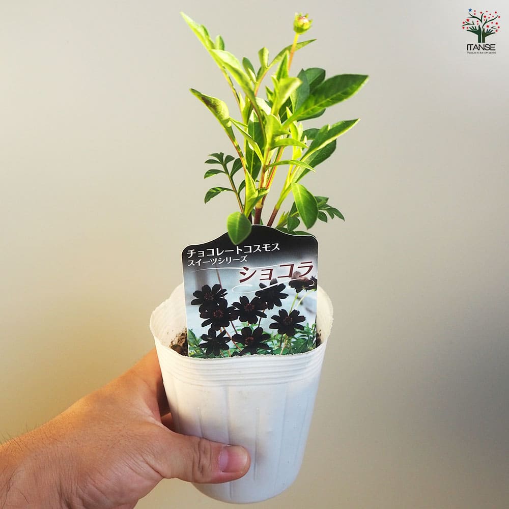 チョコレートコスモス ショコラ2個～ 【花苗 3号】｜ 【植物の
