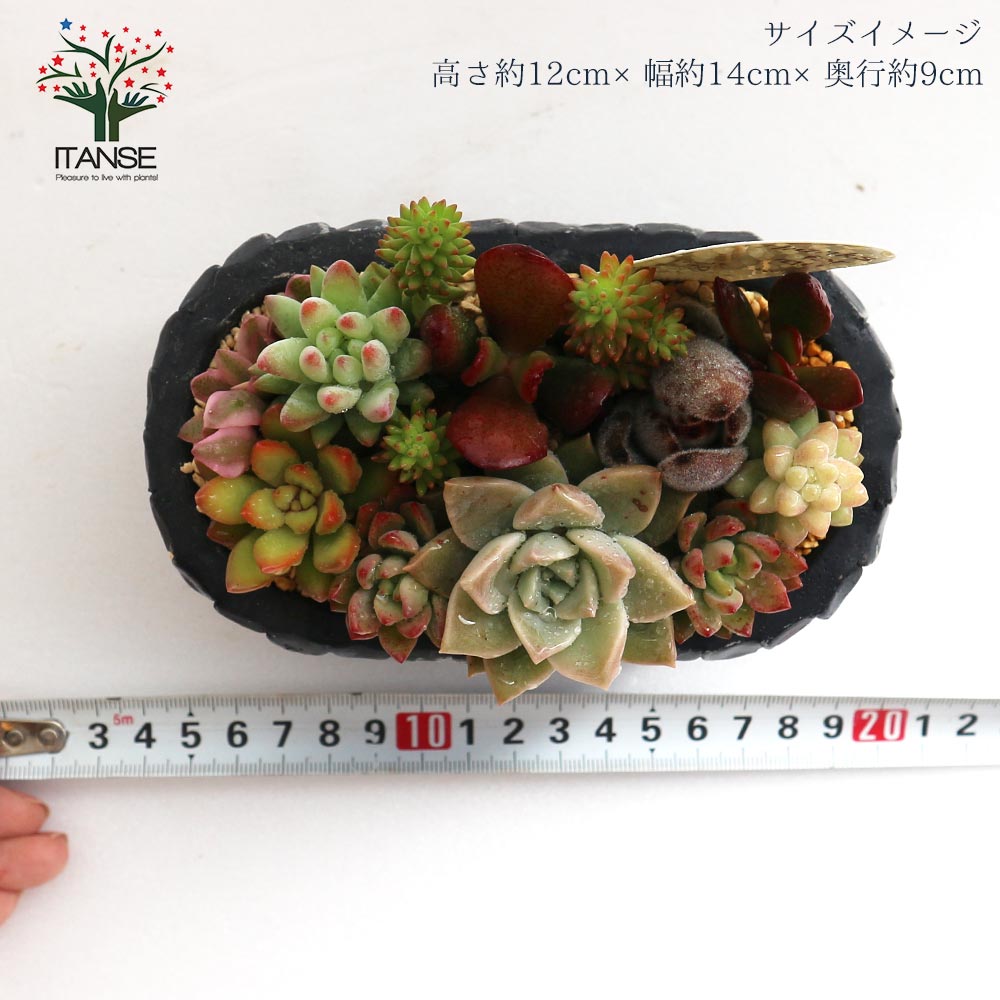 多肉植物 寄せ植え Old roof tile 黒M(洋館の古い瓦 黒M)【多肉植物