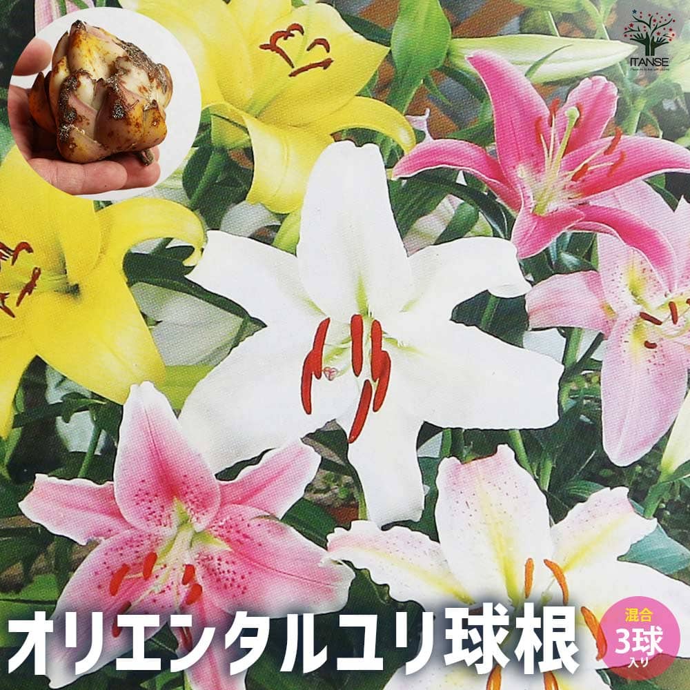 オリエンタルユリ 混合