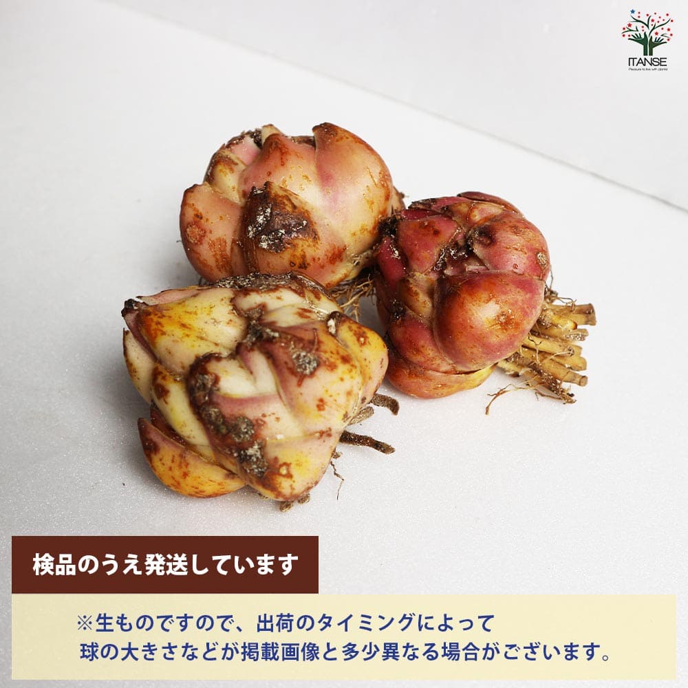 球根 オリエンタルユリ 【花球根 混合3球／1個売り】｜ 【植物の