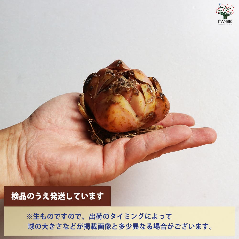 球根 オリエンタルユリ 【花球根 混合3球／1個売り】｜ 【植物の
