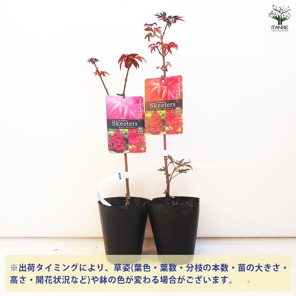 モミジ スケーターズ 【花木苗 4号／1個売り】｜ 【植物のITANSE