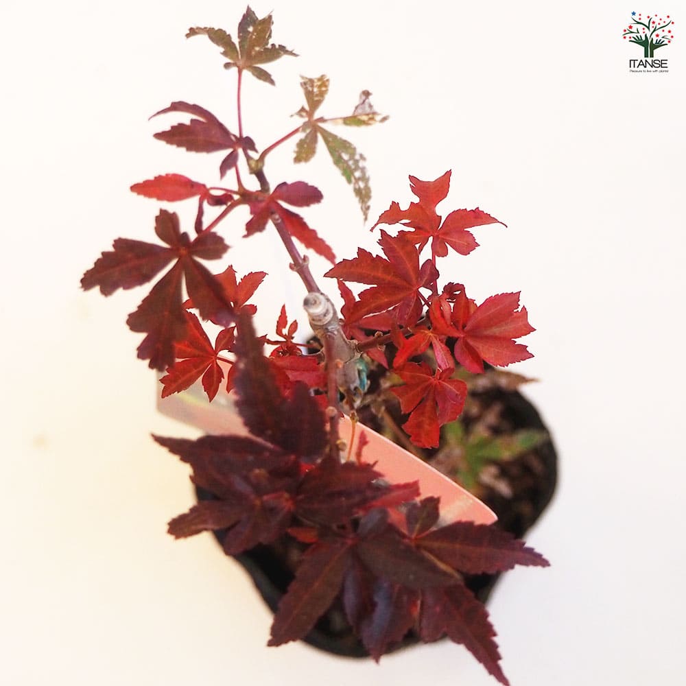 モミジ スケーターズ 【花木苗 4号／1個売り】｜ 【植物のITANSE