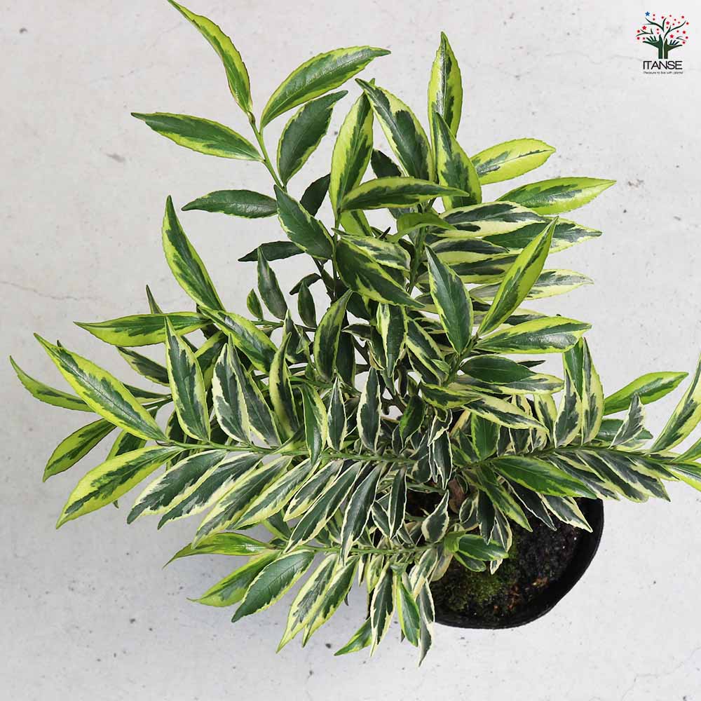 超絶品。山採りヒサカキ株立ち3.4M(鉢底から)品番B ヒサカキ トリ