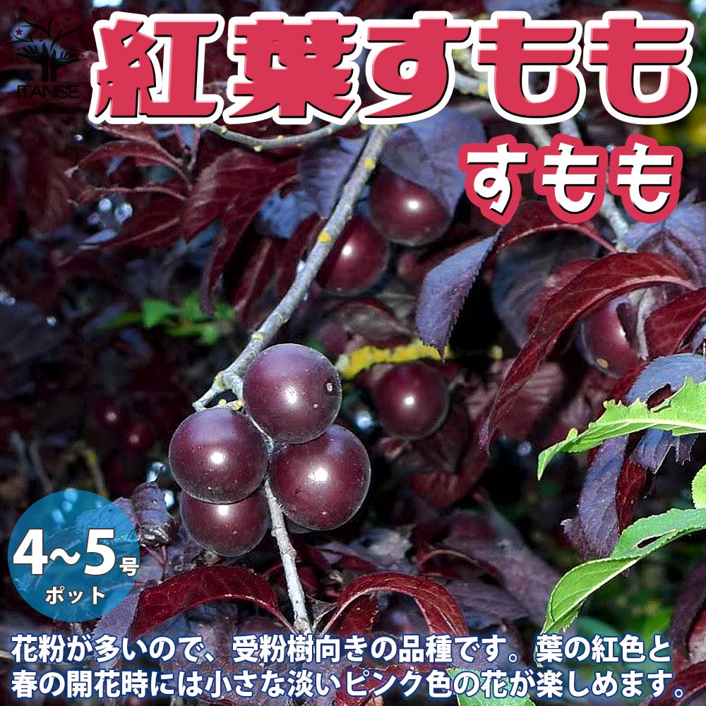 ◎紅葉すもも ◎紅葉すもも - メルカリ