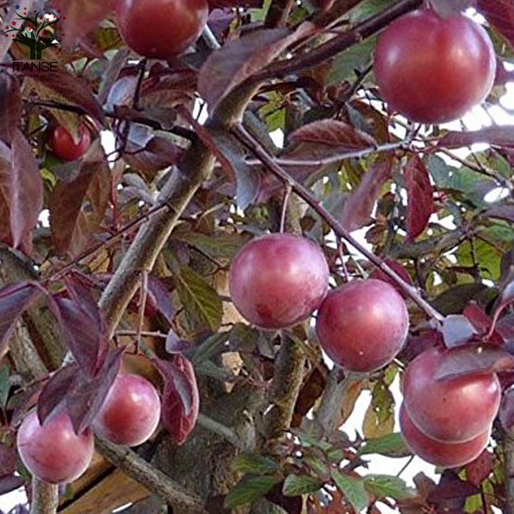 市場 果樹の苗 プラム スモモ 2種受粉樹セット メスレーと大石早生 園芸