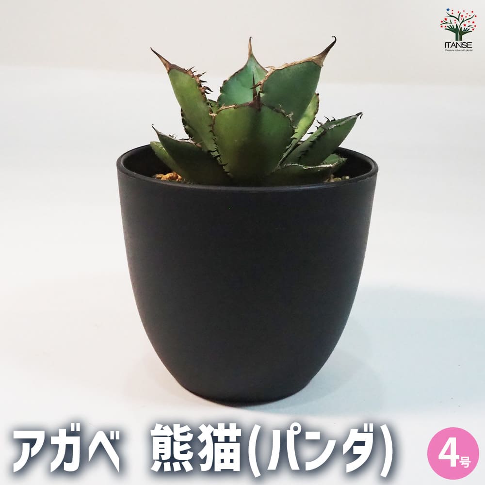 アガベ 熊猫(パンダ) 【多肉植物 4号鉢／1個売り】｜ 【植物の