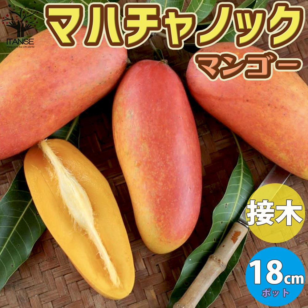 マンゴーの苗木 マハチャノック (鉢植え苗なので年中植付け可能)【果樹の苗木 6号硬質ポット 2年生 接木苗／1個売り】
