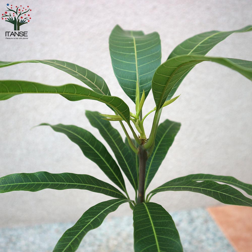 マンゴーの苗木 マハチャノック (鉢植え苗なので年中植付け可能)【果樹の苗木 6号硬質ポット 2年生 接木苗／1個売り】