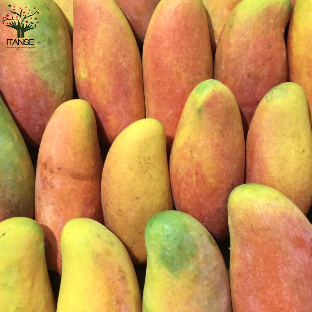 マンゴーの苗木 マハチャノック (鉢植え苗なので年中植付け可能)【果樹の苗木 6号硬質ポット 2年生 接木苗／1個売り】